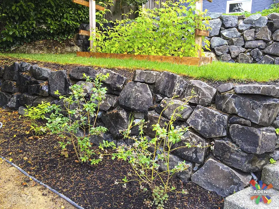 Dark basalt rockery wall holding a bank above a freshly planted bed of young shrubs beside a lawn edge
